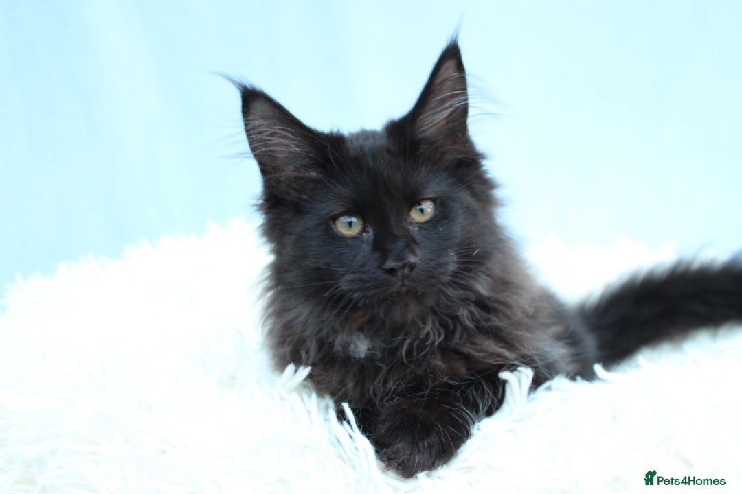 Maine Coon cats for sale: 🔥Last Maine Coon kitten available 🔥 - Image 1