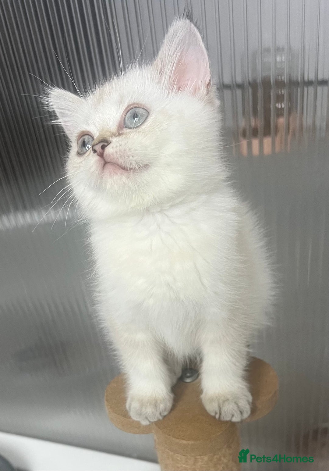 Scottish Fold cats for sale: Pedigree Scottish Fold & Straight last 2 kittens  - Image 9