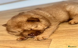 Chow Chow dogs for sale: Stunning CHOW CHOW rare colours 🌪️🍫 KC ✅ 🏆🩸  - Image 2