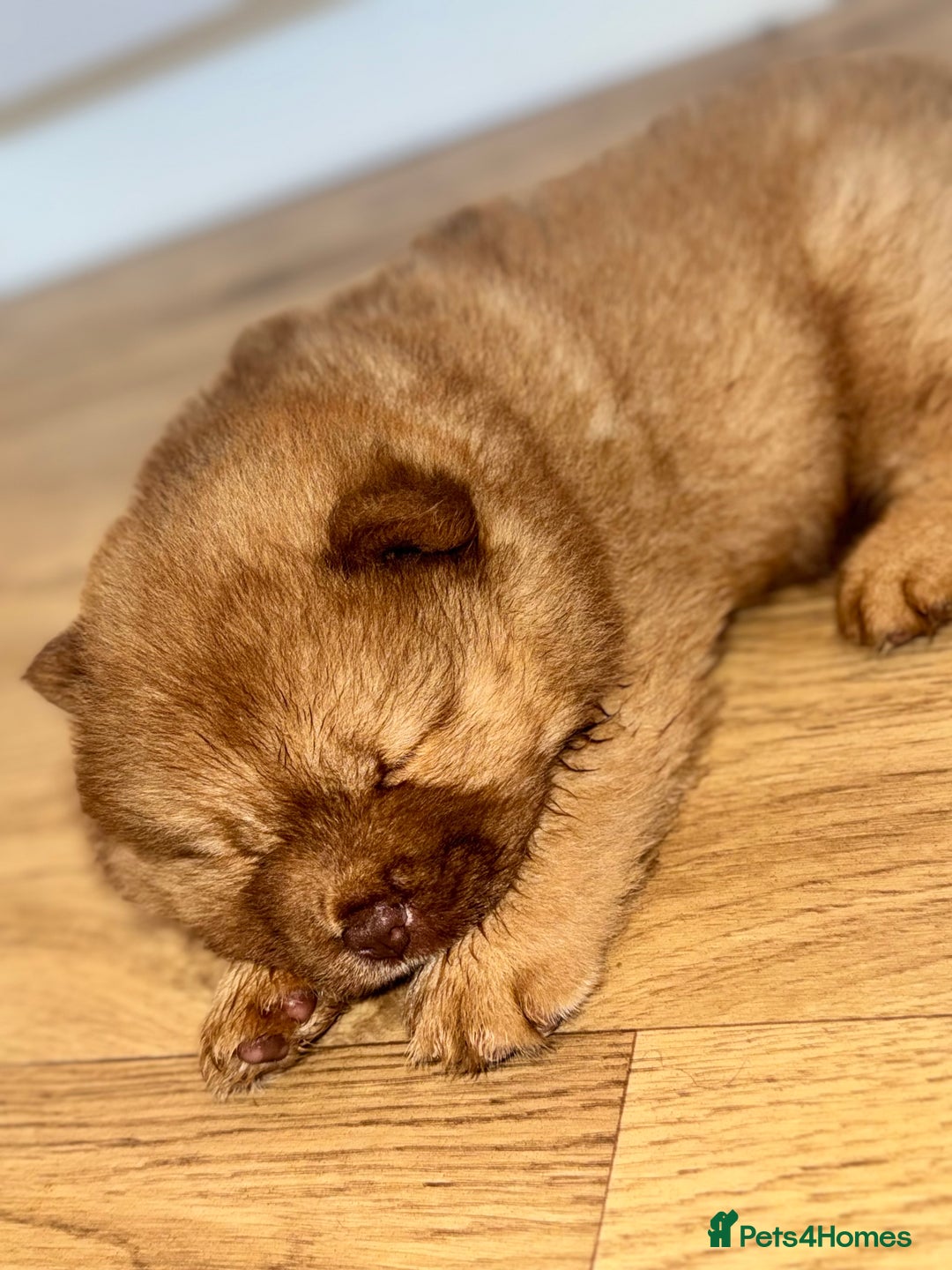 Chow Chow dogs for sale: Stunning CHOW CHOW rare colours 🌪️🍫 KC ✅ 🏆🩸  - Image 2