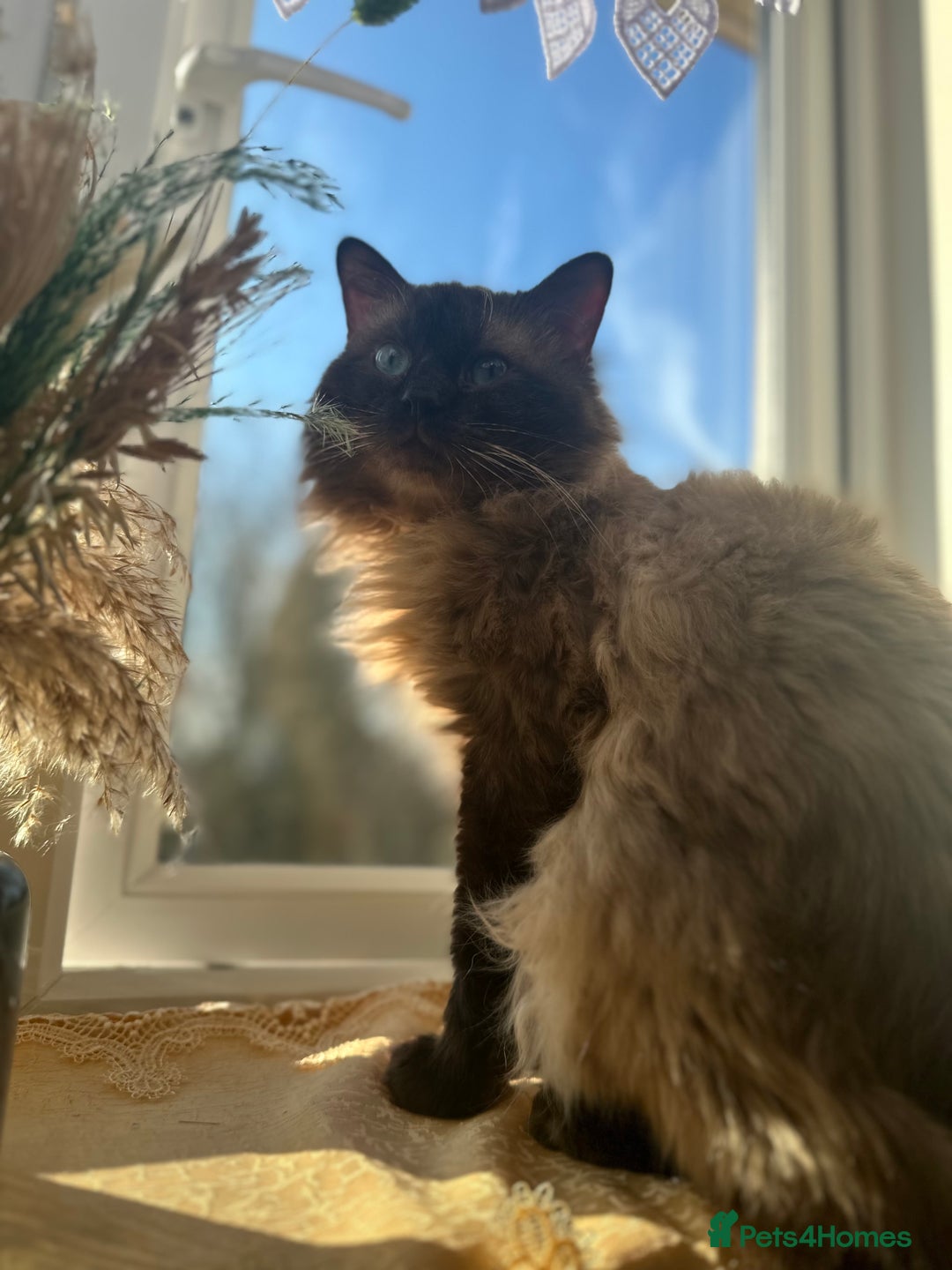 Ragdoll cats for sale: Ragdoll mix kittens (Only 1 Boy Left) - Image 20