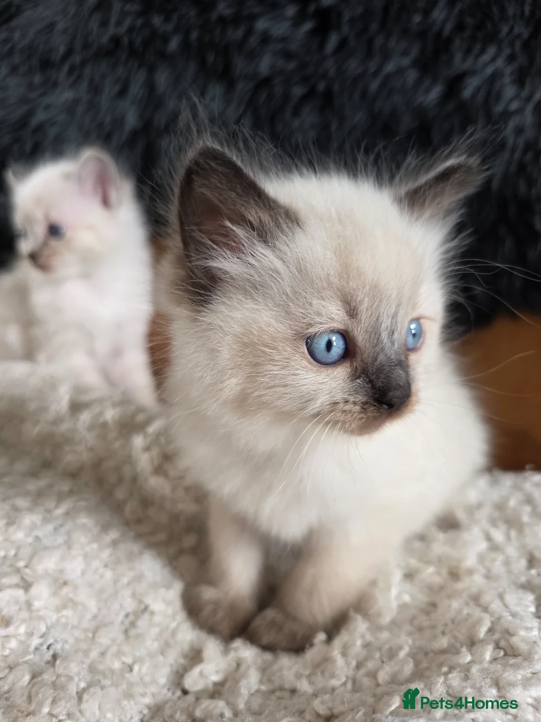 Ragdoll cats for sale: Beautiful Ragdol Kittens  - Advert 29
