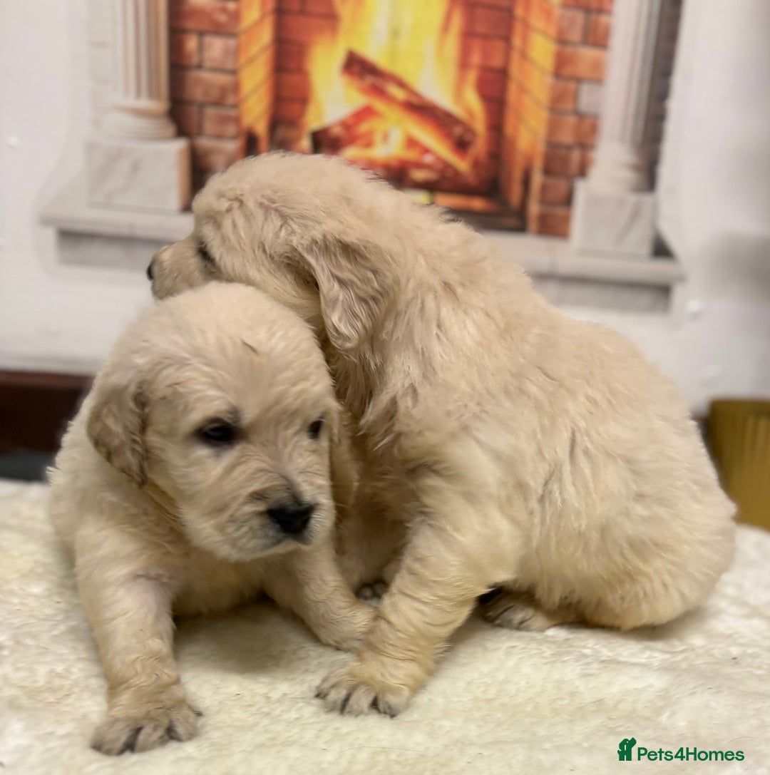 Golden Retriever dogs for sale: Golden Retriever Pups from Health Tested Parents  - Advert 9