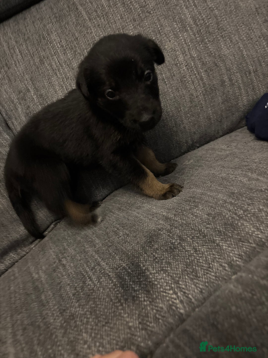 Mixed Breed dogs for sale: German shepherd x whippet  - Image 11