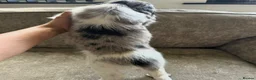 Sprocker dogs for sale: The prettiest sprockers looking forever homes  - Advert 6