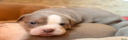 Olde English Bulldogge dogs for sale: Olde English Bulldog Puppies - Family Raised  - Advert 37