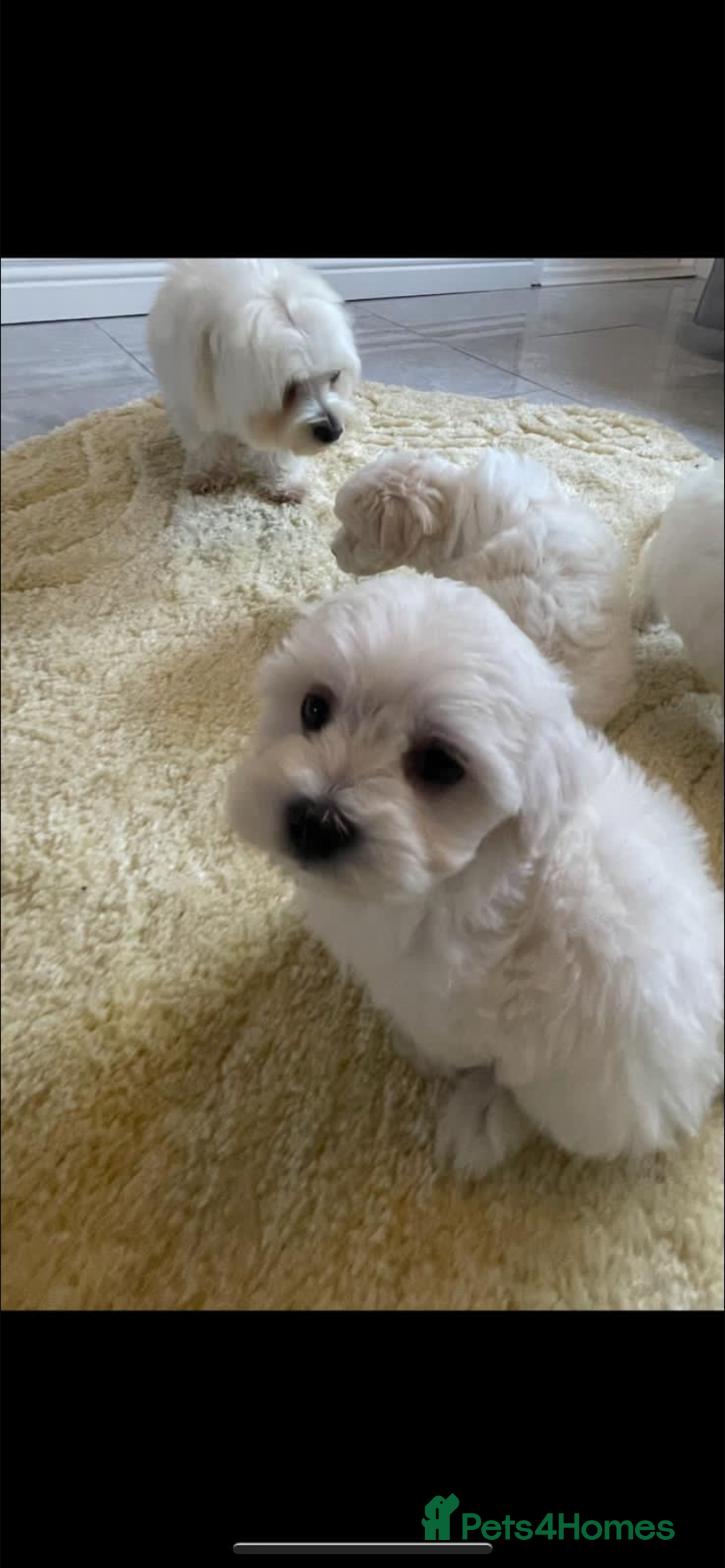 Maltipoo dogs for sale: Maltipoo puppy’s  - Image 4
