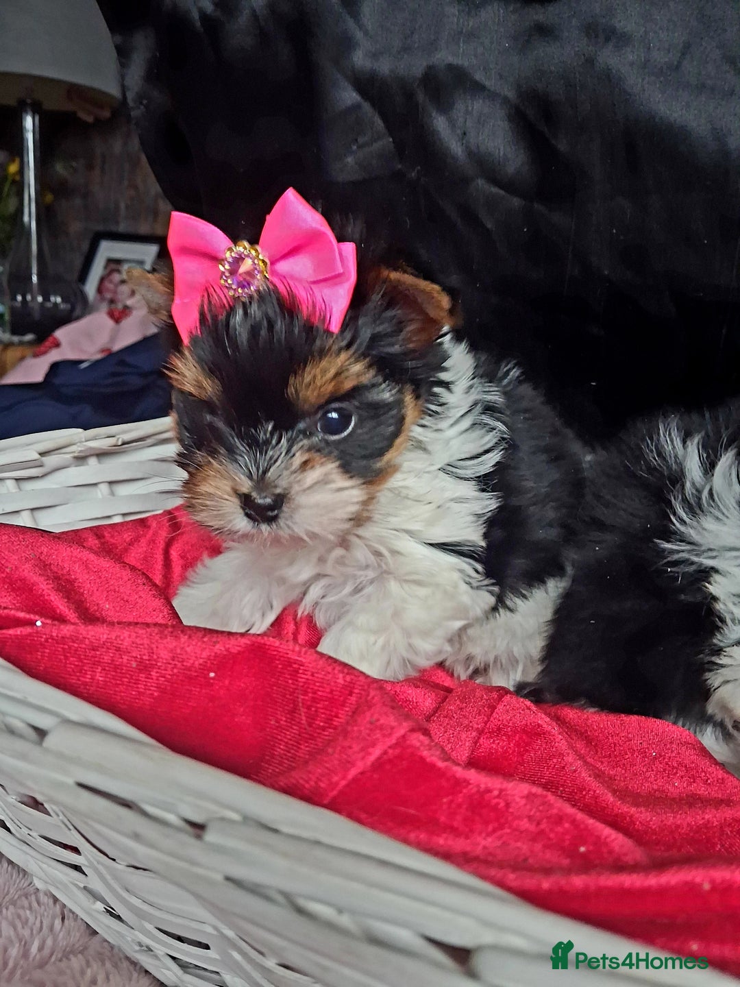 Biewer Terrier dogs for sale: Beautiful 2 mini girls - Advert 14