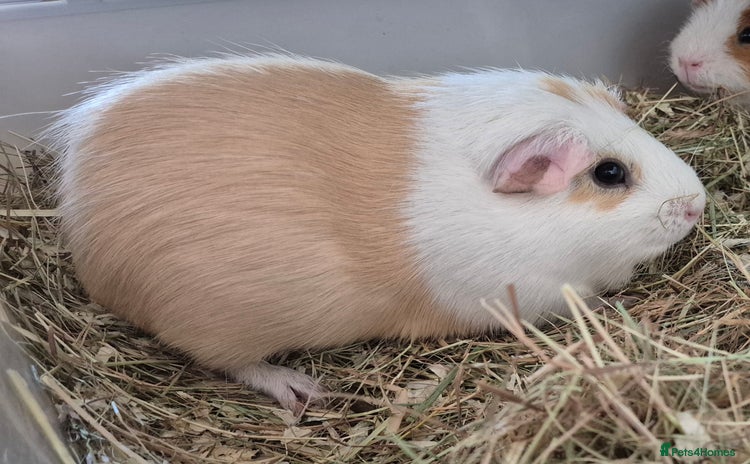Guinea Pig rodents for sale - Advert 1