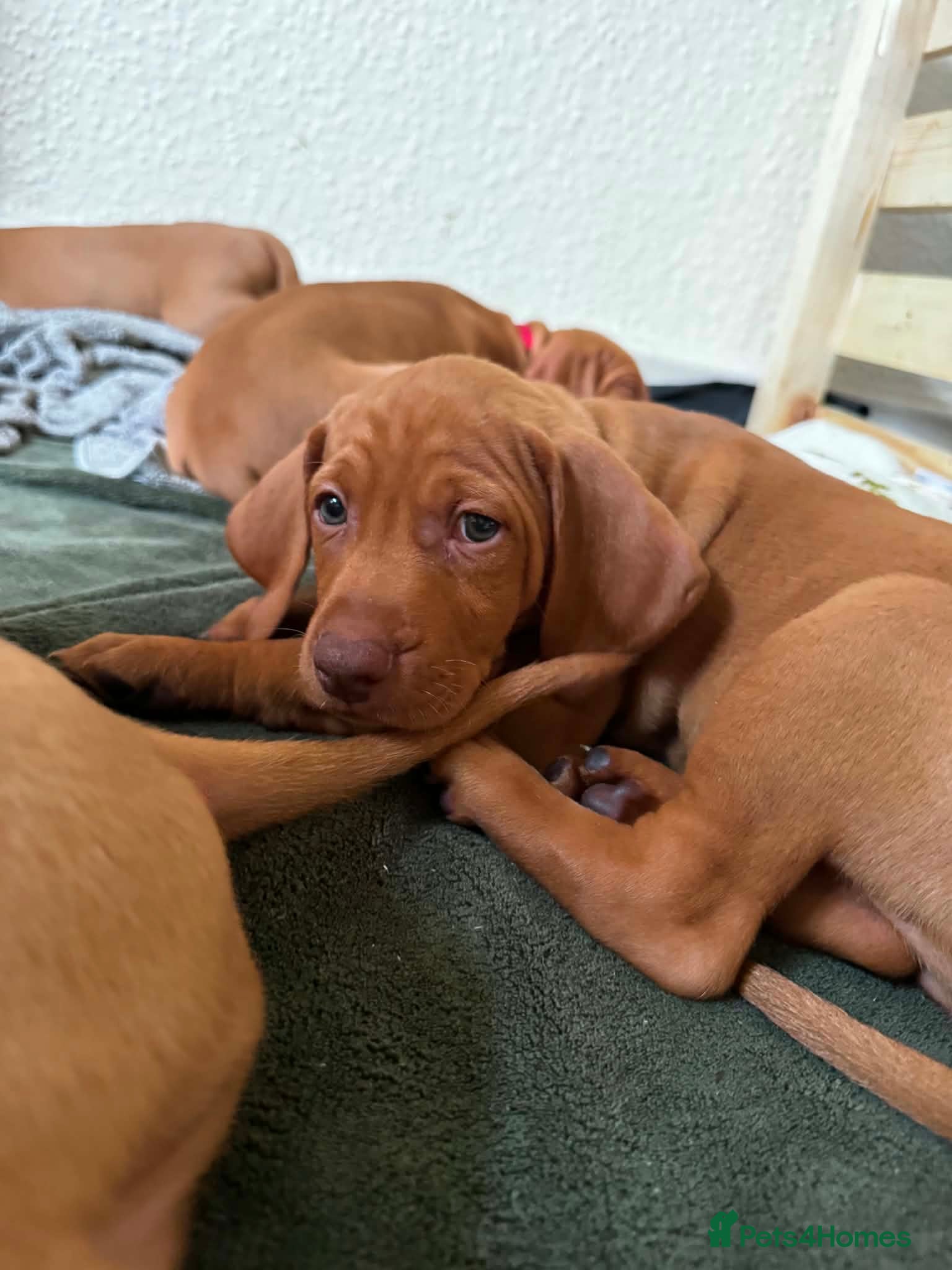 Hungarian Vizsla dogs KC Registered Hungarian Viszla litter  - Advert 2