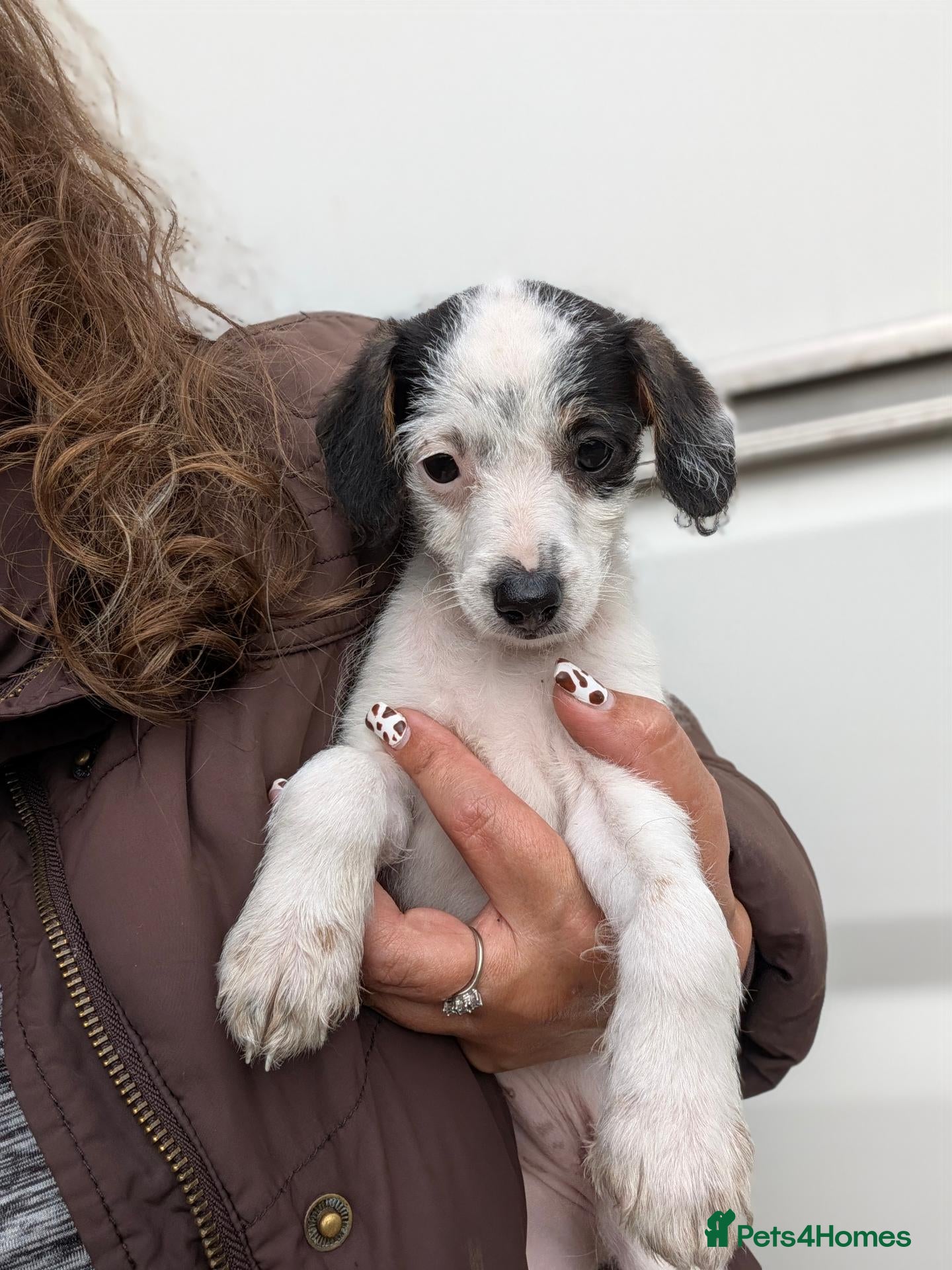 Jack Russell dogs Beautiful Jack Russell READY FOR NEW FAMILYS  - Advert 1
