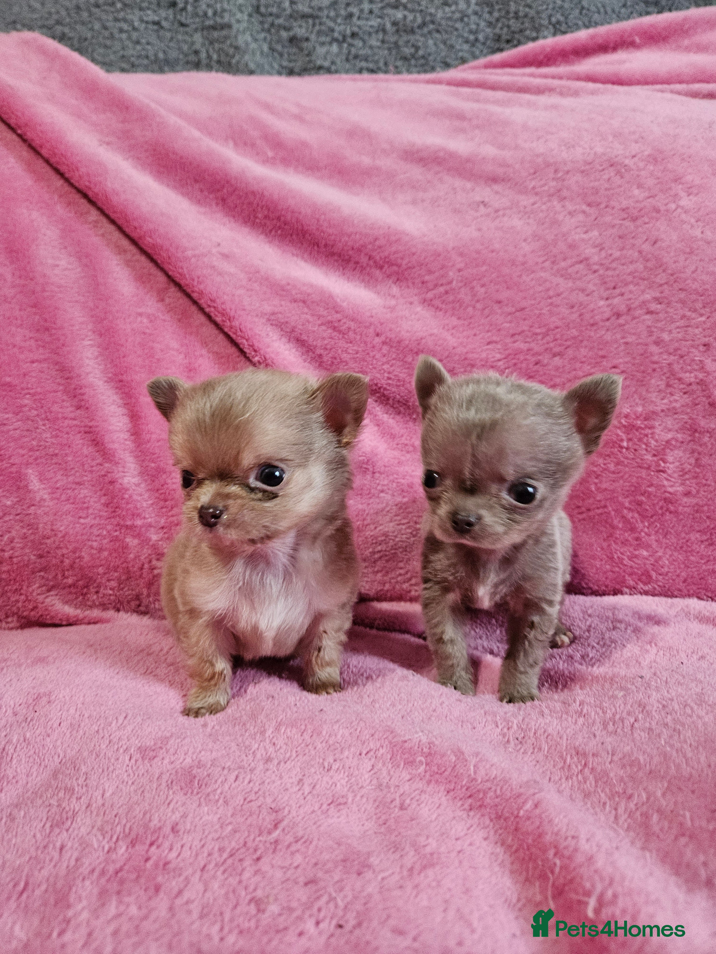 Chihuahua dogs TINY KC REG Lilac Chihuahua puppies - Advert 2