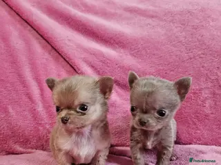 Chihuahua dogs TINY KC REG Lilac Chihuahua puppies - Advert 2