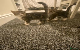 British Shorthair cats for sale: Cats for rehoming  - Image 4