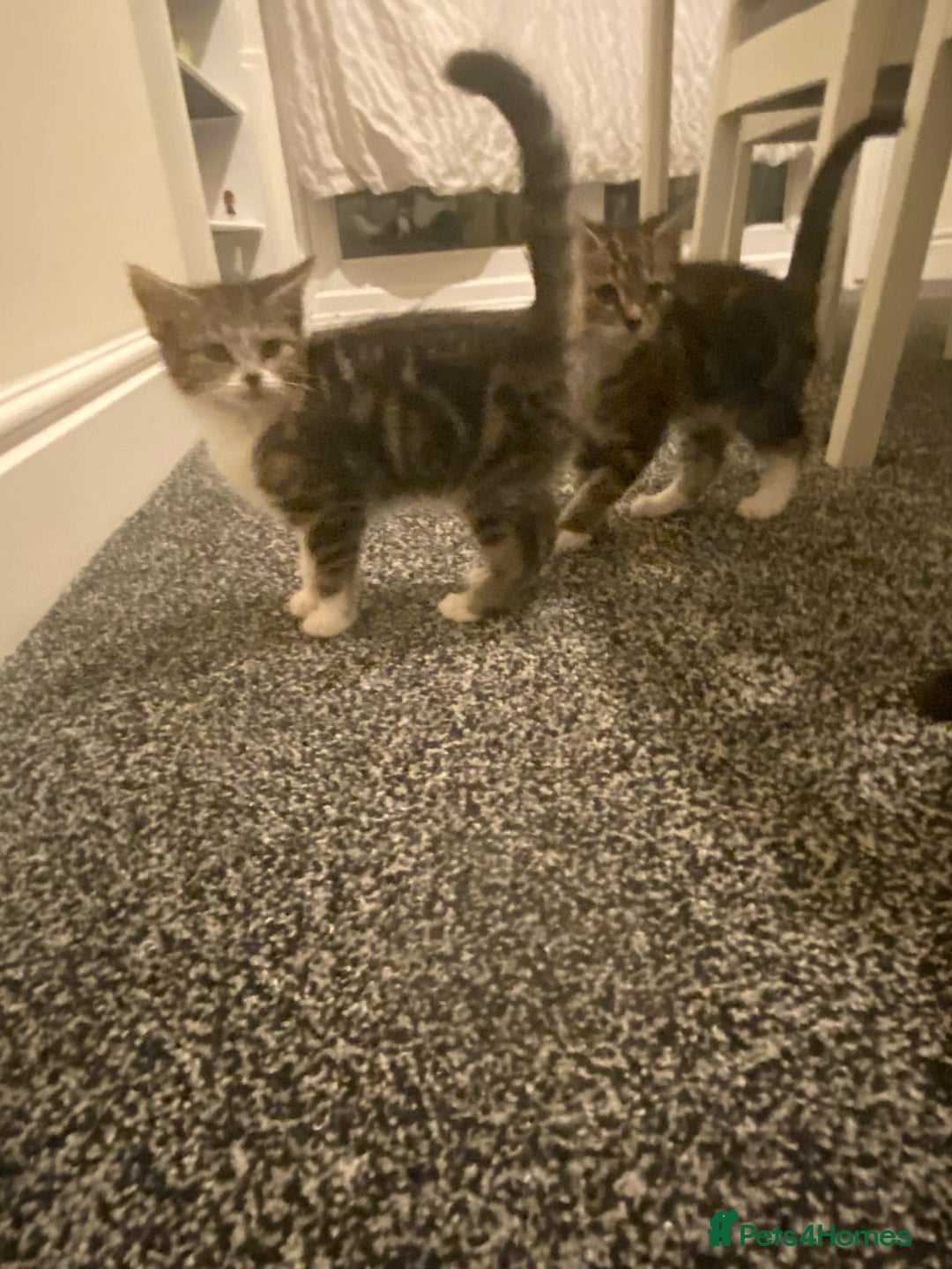 British Shorthair cats for sale: Cats for rehoming  - Image 4