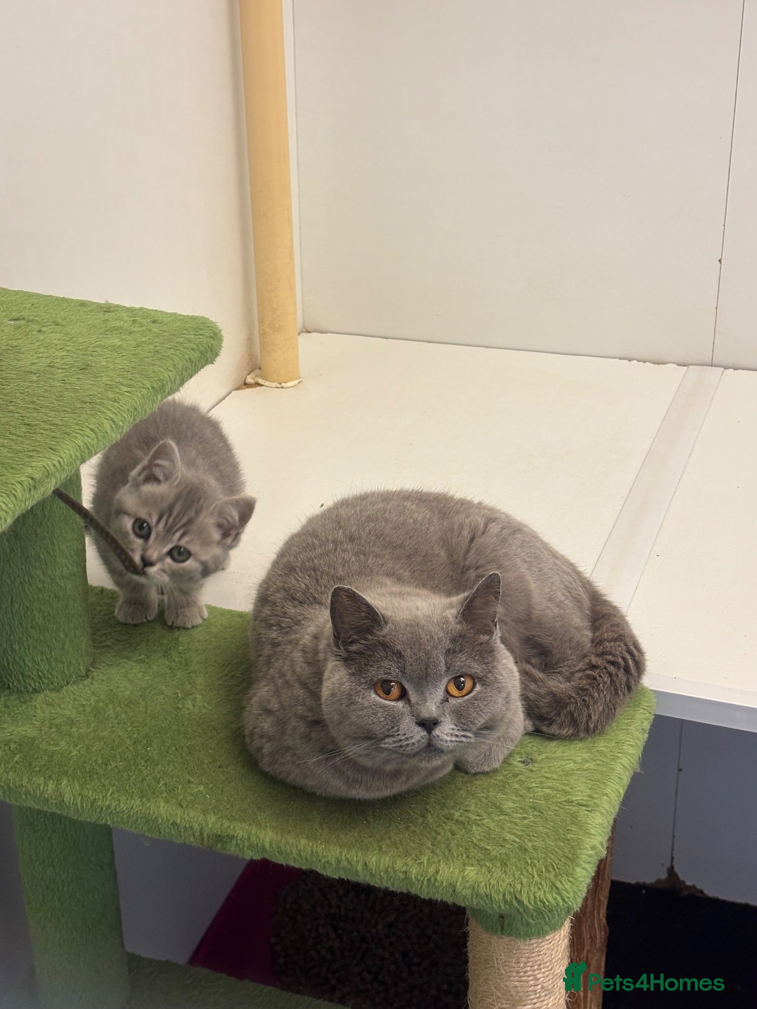 British Shorthair cats Pedigree British shorthairs  - Advert 2