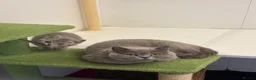 British Shorthair cats for sale: Pedigree British shorthairs  - Advert 2