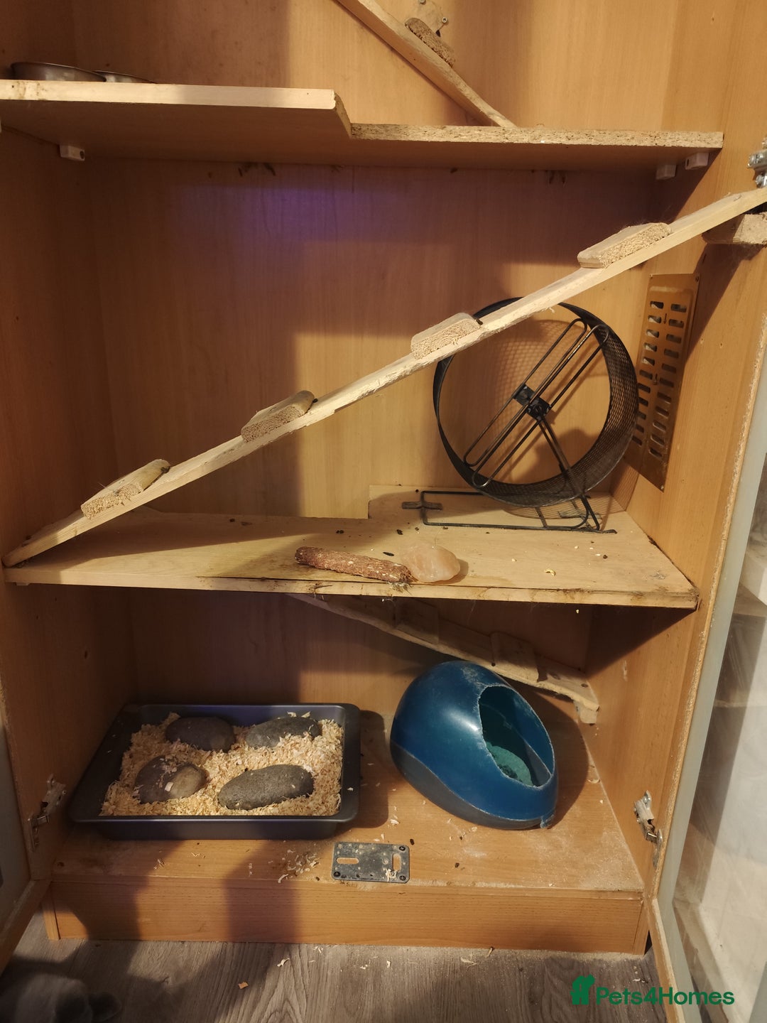 Chinchilla rodents for sale: 3chinchila - Image 7