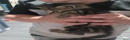 Mixed Breed cats for sale: Kittens in Llanelli - Advert 11