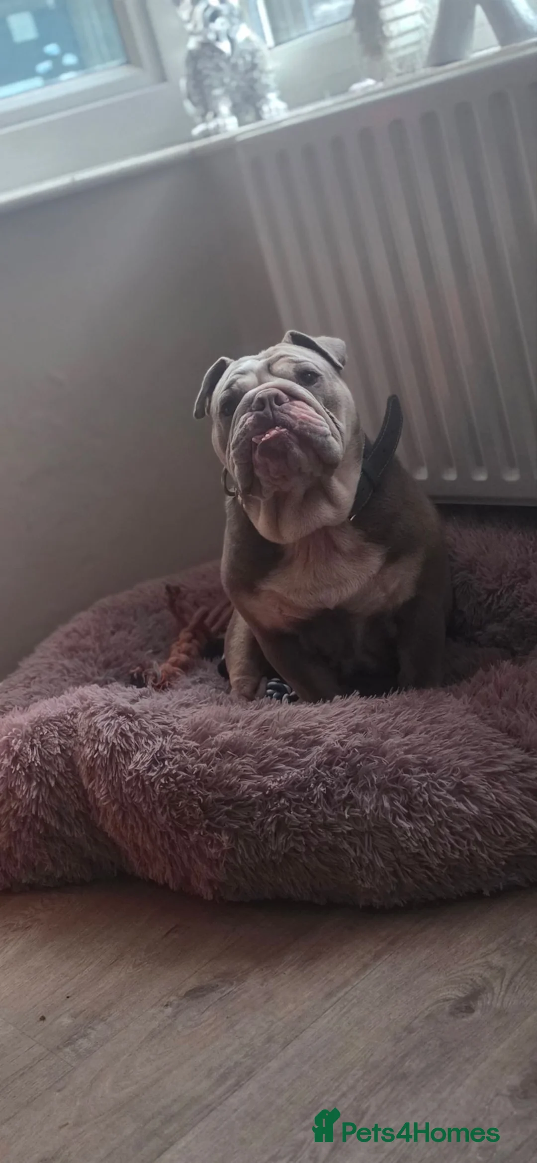 English Bulldog dogs for sale: English bulldog  - Advert 5
