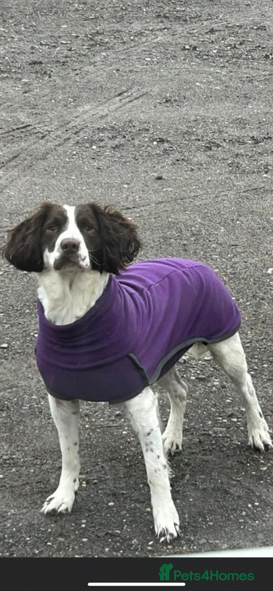 Mixed Breed dogs for sale: Dashund doxi - Advert 9