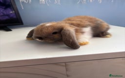 Mini Lop rabbits for sale: 3 pure Mini Lop left  - Image 5