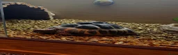 Hermann Tortoise reptiles for sale: Adult Female Hermann’s Tortoise. Full Setup in Saint Helens - Advert 2
