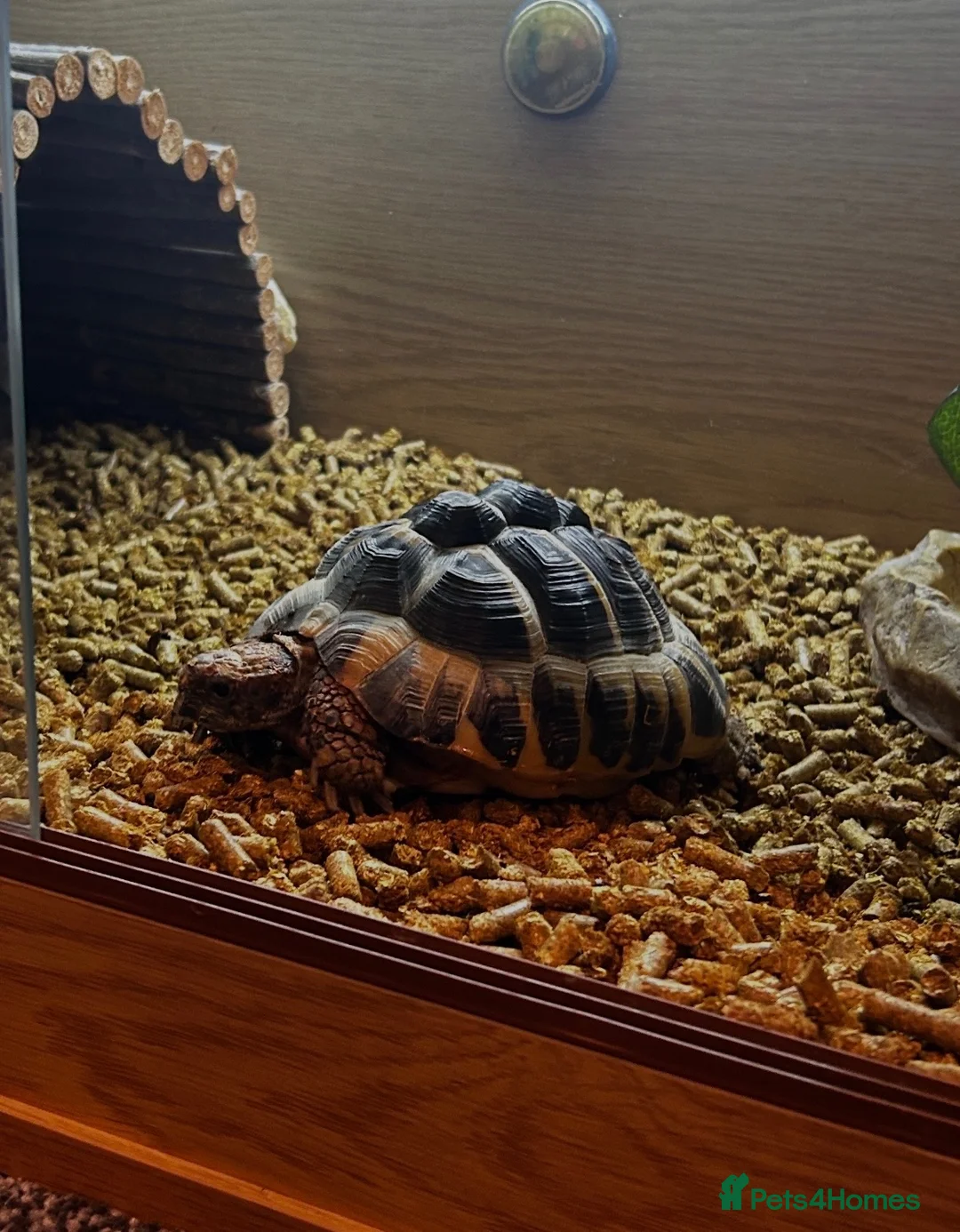 Hermann Tortoise reptiles for sale: Adult Female Hermann’s Tortoise. Full Setup in Saint Helens - Advert 2
