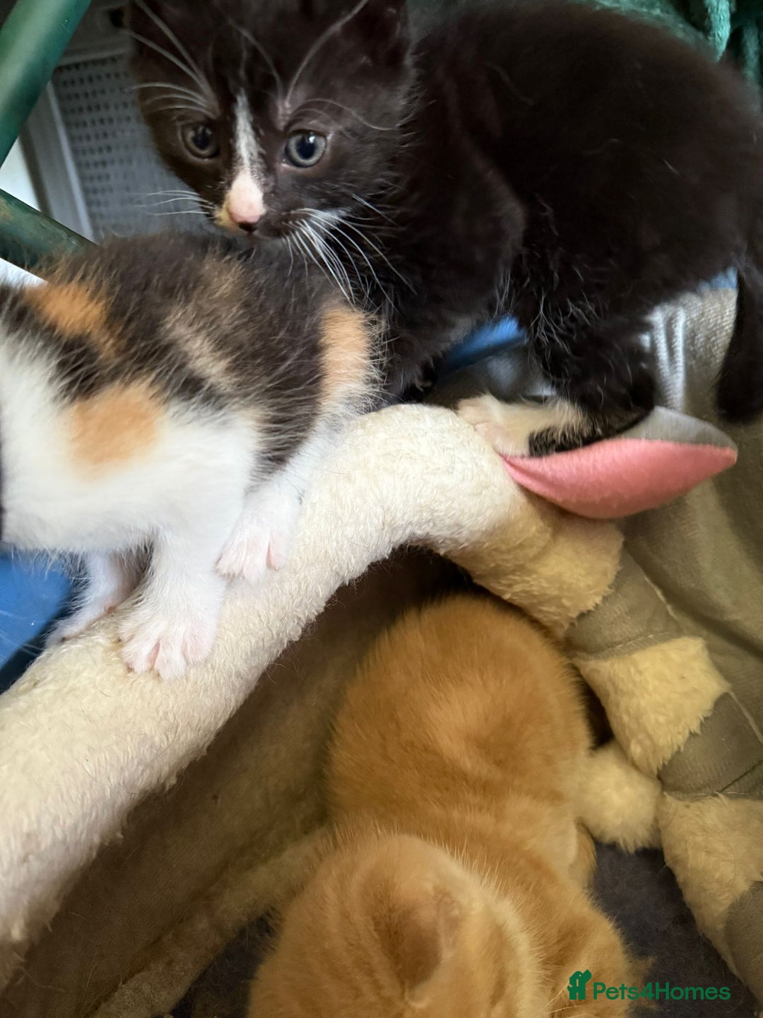 Mixed Breed cats for sale: Gorgeous Part BSH kittens ready to go now - Image 25