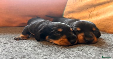 Miniature Dachshund dogs - Advert 6
