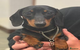 Miniature Dachshund dogs for stud: Black & Tan - Carrying Chocolate (3.8kg) in Dalry - Image 7