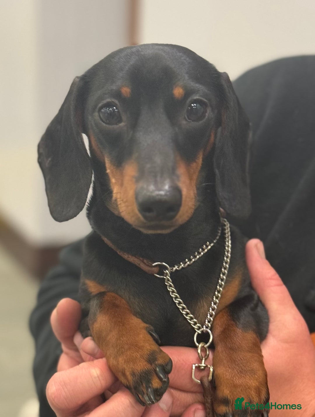 Miniature Dachshund dogs for stud: Black & Tan - Carrying Chocolate (3.8kg) in Dalry - Image 7