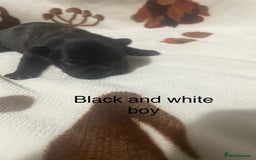 French Bulldog dogs for sale: French bulldog puppies - Image 12