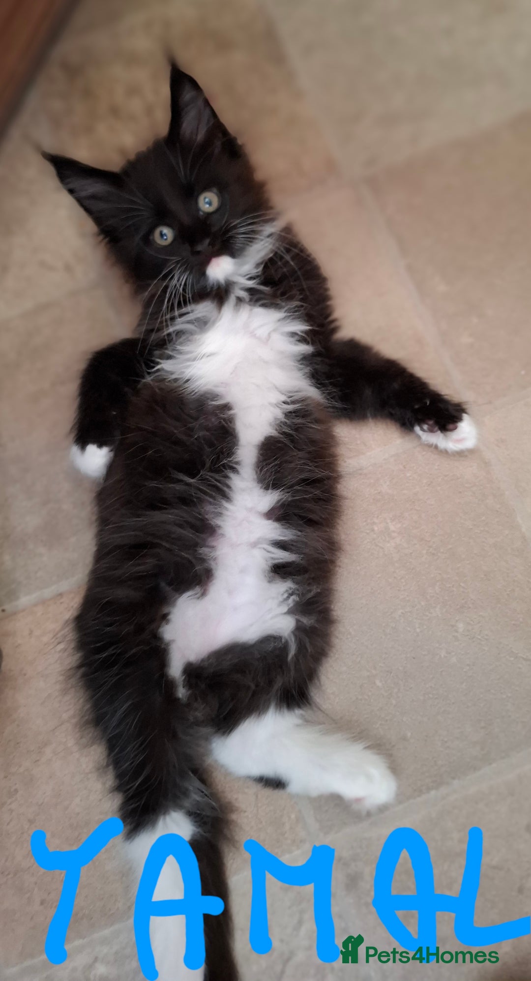 Maine Coon cats for sale: Gorgeous Maine Coon Kittens-Champion Bloodlines - Image 23