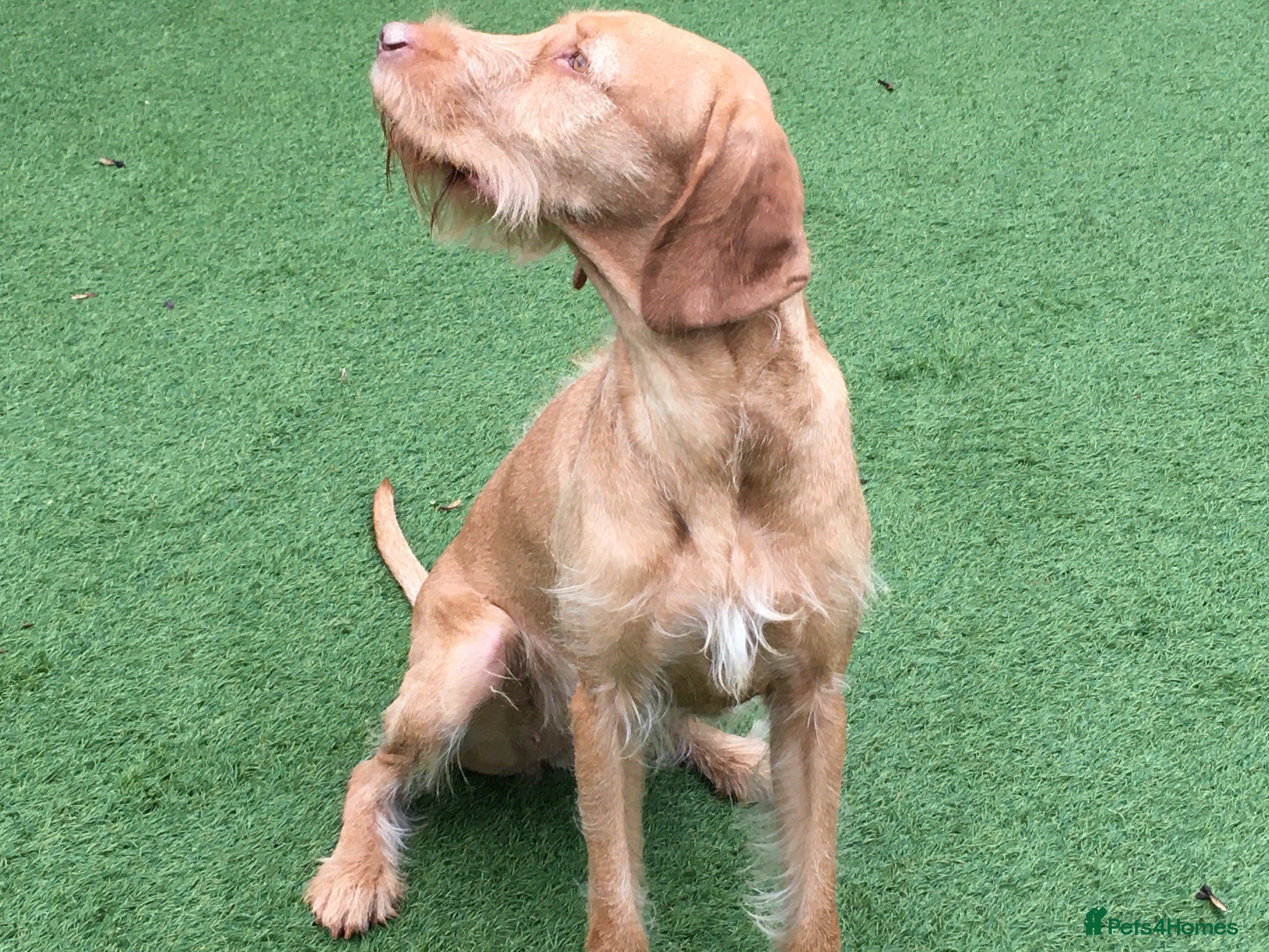 Hungarian Vizsla dogs Wire haired vizsla bitch - Advert 11