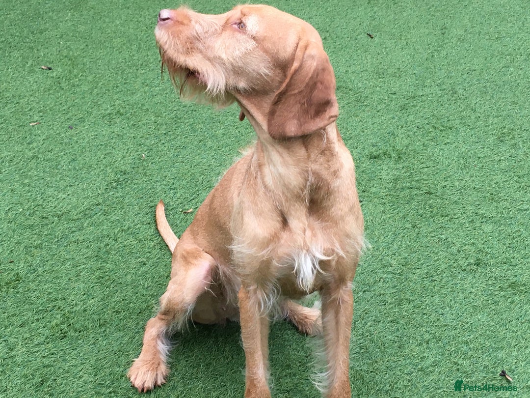 Hungarian Vizsla dogs for sale: Wire haired vizsla bitch - Advert 1