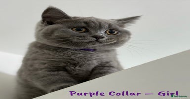 British Shorthair cats - Advert 3