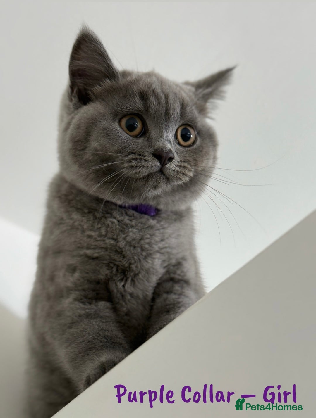 British Shorthair cats for sale: 🐾 Champion Line Blue BSH Kittens GCCF Active 🐾  - Image 9