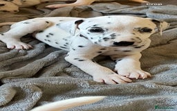 Dalmatian dogs for sale: Dalmatian puppies  - Image 5