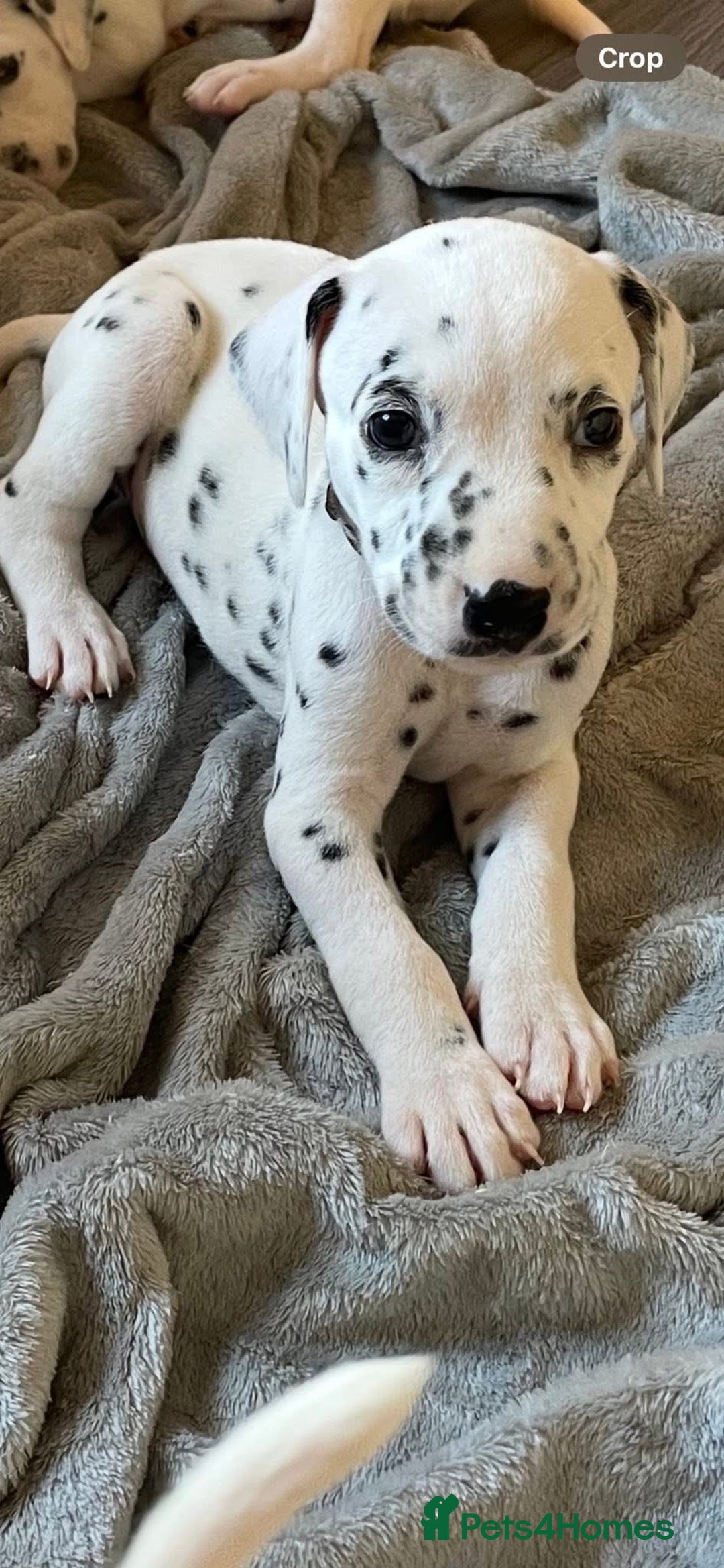 Dalmatian dogs for sale: Dalmatian puppies  - Image 5