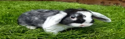 Mini Lop rabbits for sale: Gorgeous Mini Lops  - Advert 9