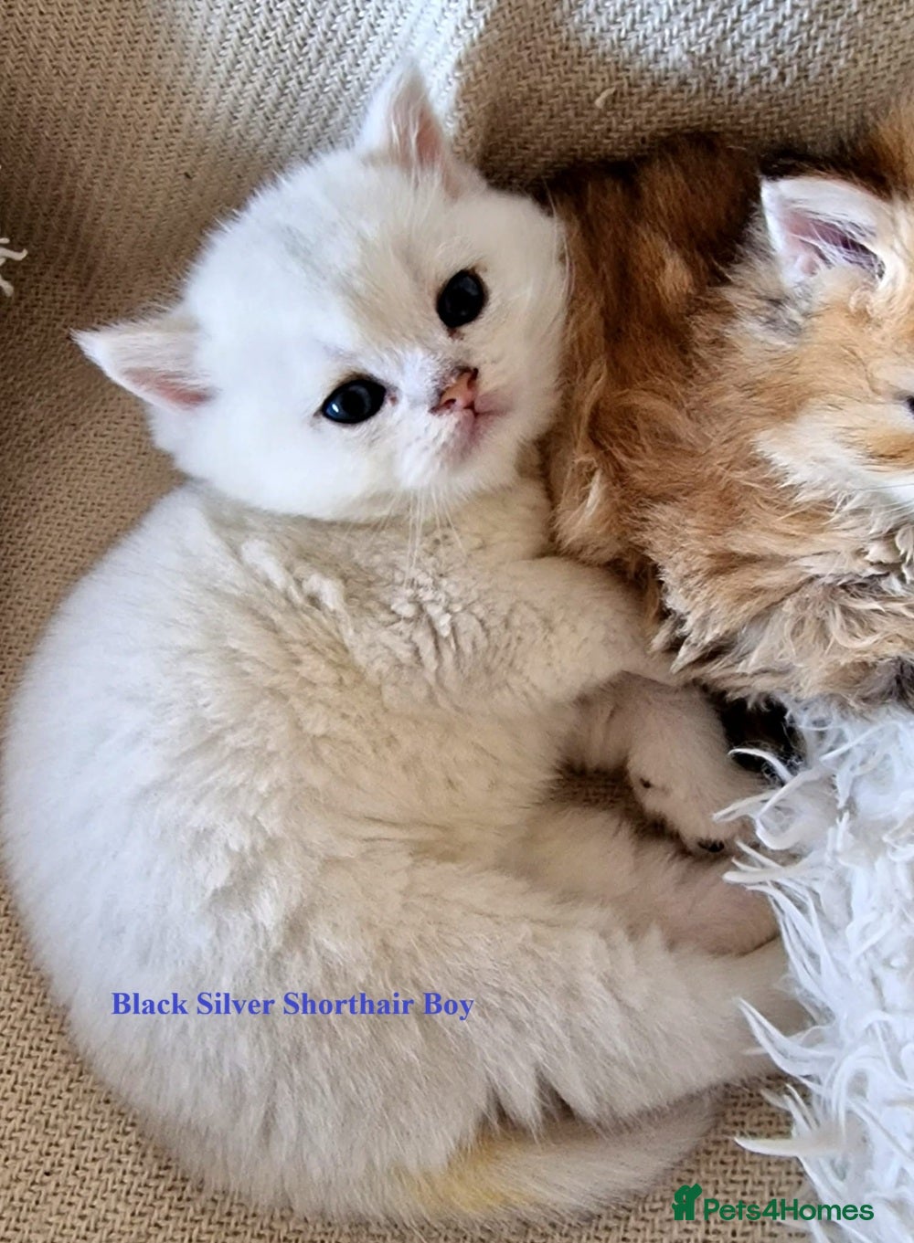 British Longhair cats ❤ Pedigree Kittens ❤ Silver ❤ Healthy ❤ - Advert 14