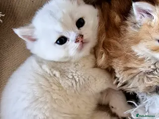 British Longhair cats ❤ Pedigree Kittens ❤ Silver ❤ Healthy ❤ - Advert 14