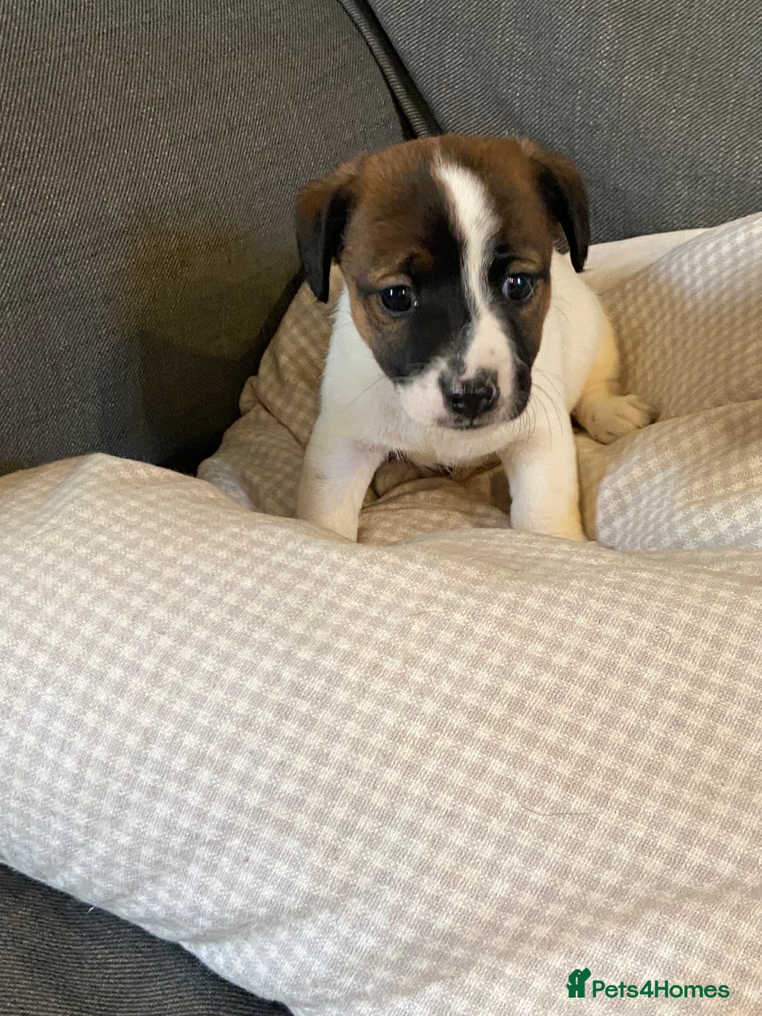 Jack Russell dogs for sale: Stunning Jack Russell Puppies - Advert 3