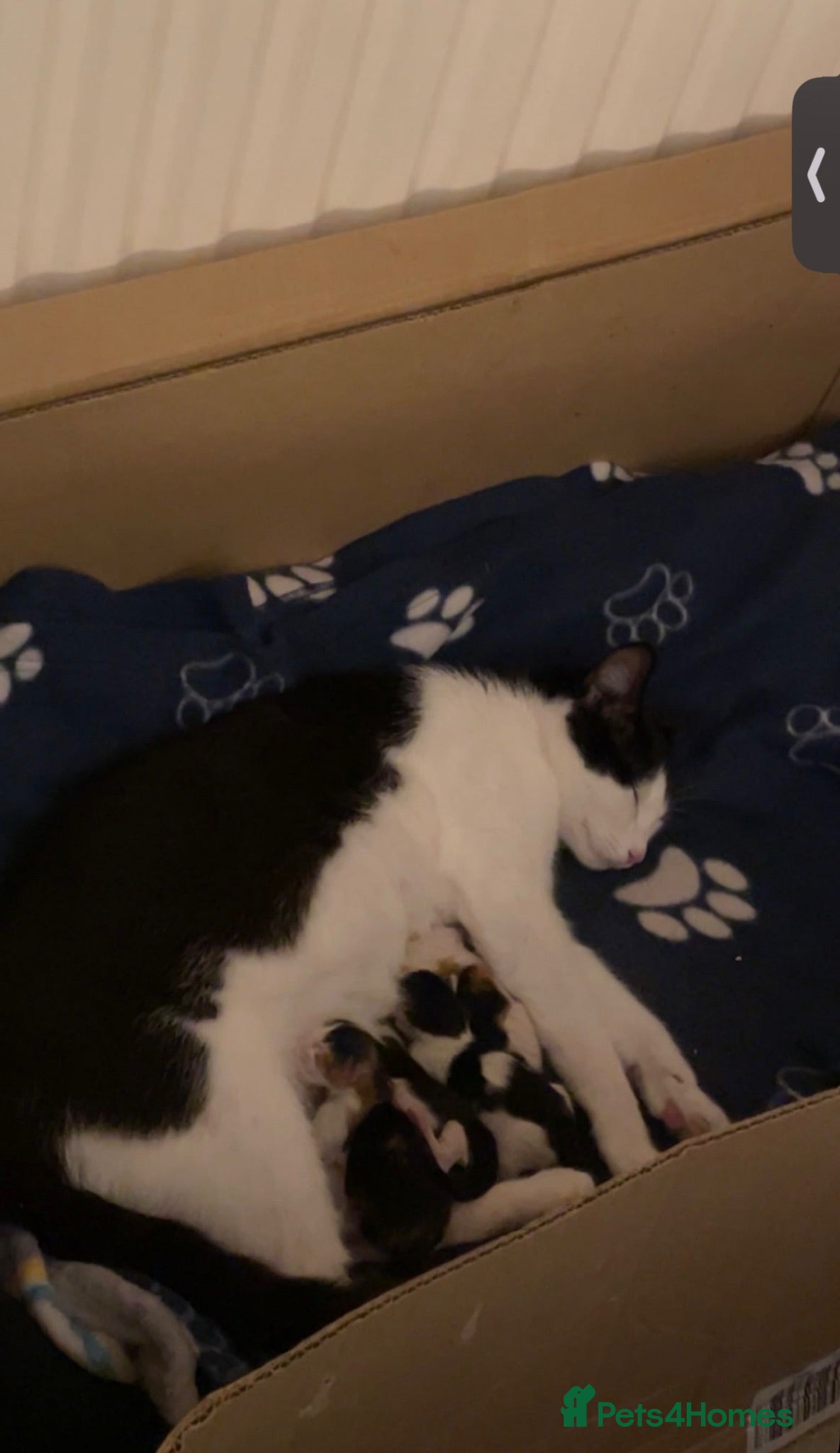 Mixed Breed cats 2 beautiful males needs to be rehomed - Advert 3