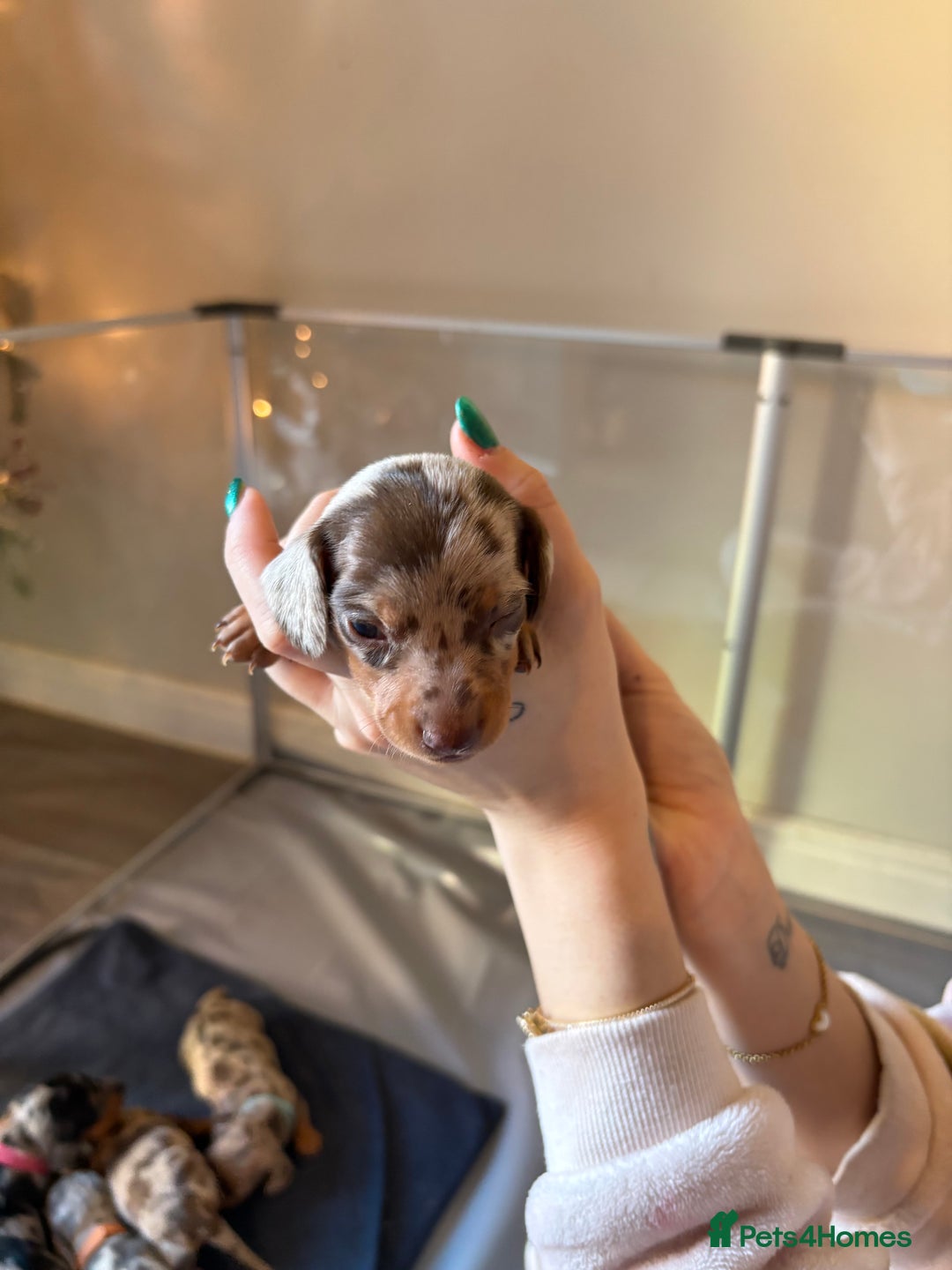 Miniature Dachshund dogs for sale: Miniature dachshund  - Advert 17