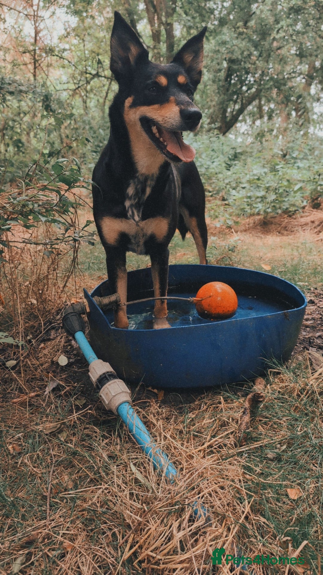 Mixed Breed dogs for sale: Lab x pups - Image 5