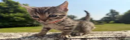 Bengal cats for sale: Bengal x  in Dumfries - Advert 9