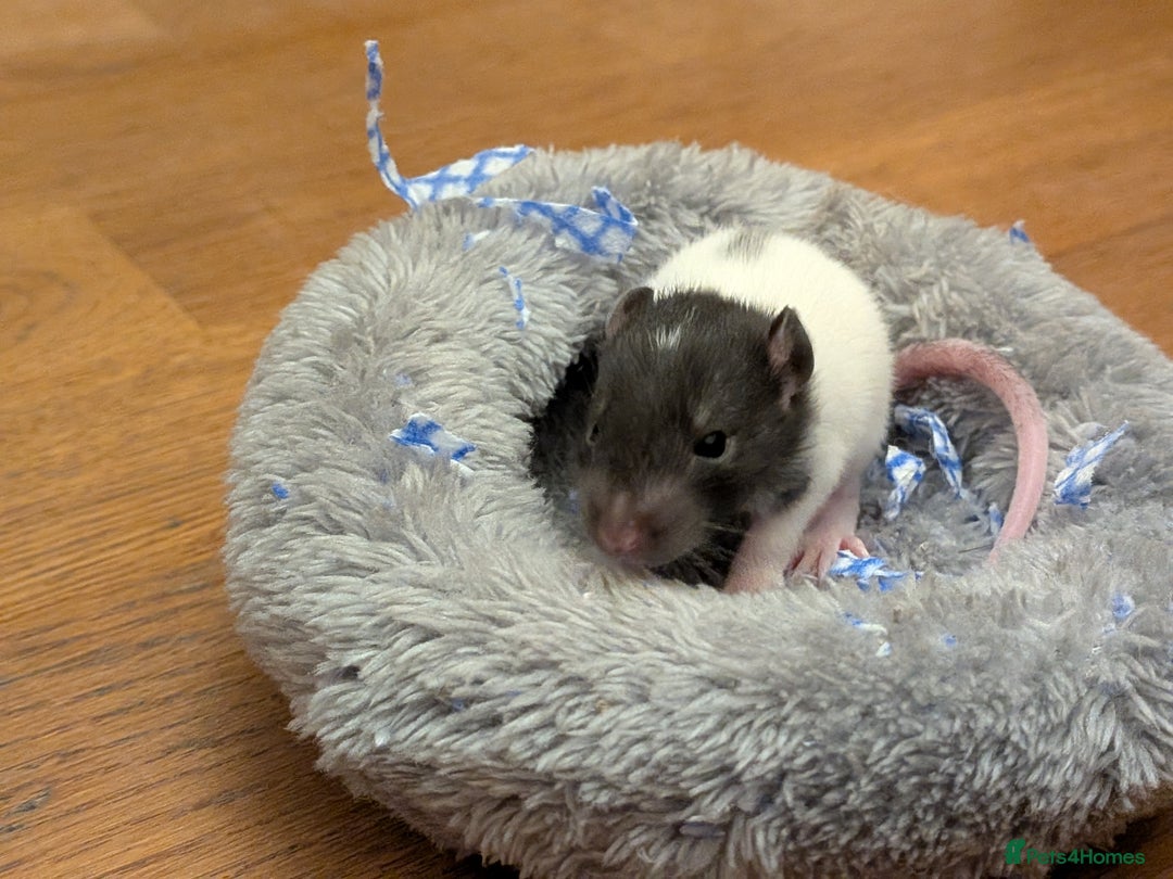 Rat rodents for sale: 4 male rats  - Image 3