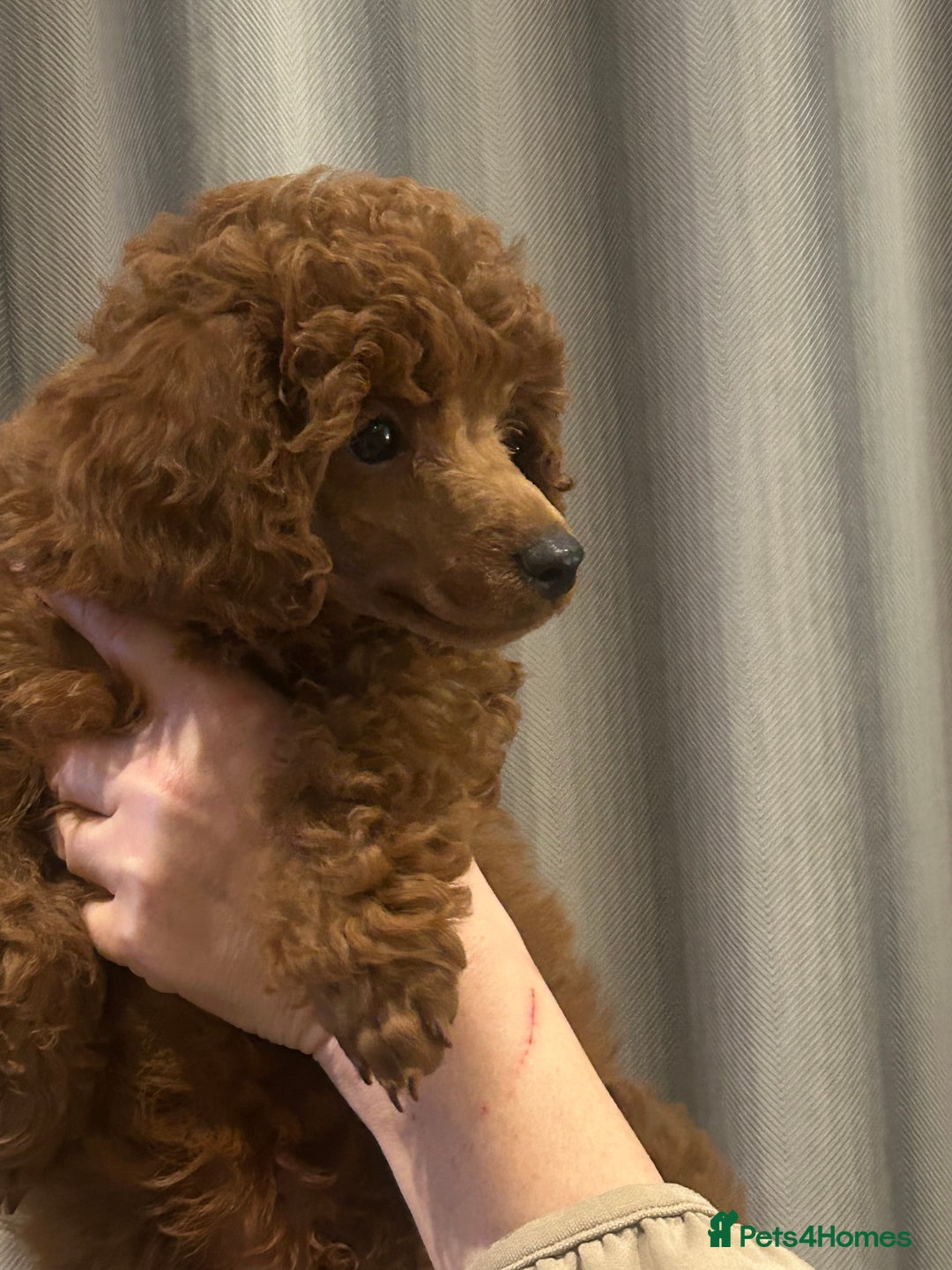 Miniature Poodle dogs for sale: Exceptional miniature poodle puppy  - Advert 6